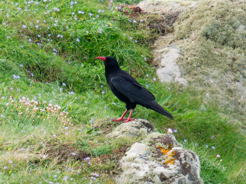 Chough
